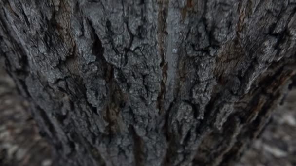 Egy nagy fa kérge - Felvétel, videó