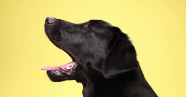 vista lateral do filhote de cachorro encantador Labrador retriever saindo da língua, ofegante e bocejo, curiosamente olhando para cima no fundo amarelo no estúdio - Filmagem, Vídeo