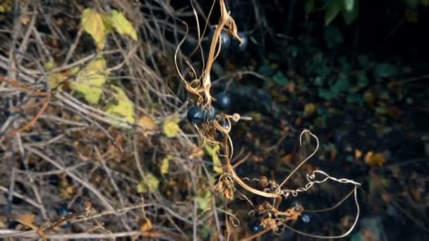  Uvas silvestres de vid seca - Metraje, vídeo