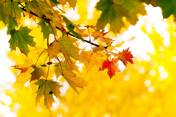 листя, що змінюють колір восени
 - Фото, зображення
