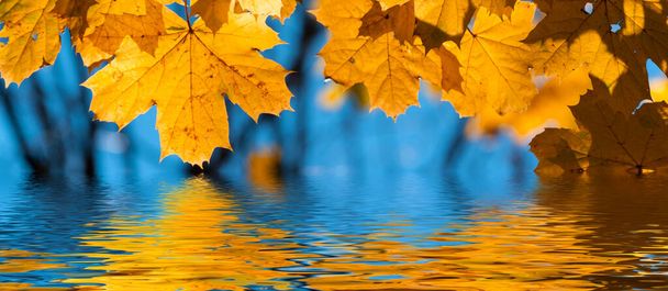 Осенние цвета листьев отражаются в воде - Фото, изображение