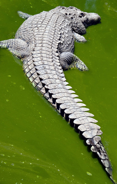 Krokodil in einer grünen Pfütze - Foto, Bild