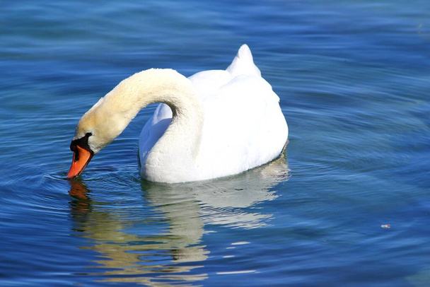 Cisne faminto à procura de alguma comida - Foto, Imagem