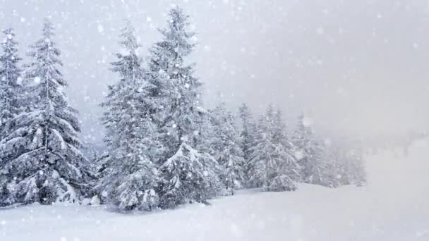 Kaunis pörröinen lumi puun oksilla. Lumi putoaa kauniisti kuusen oksilta. Talvi satu, puita lumen vankeudessa. Sataa lunta talvi kuvamateriaalia video - Materiaali, video