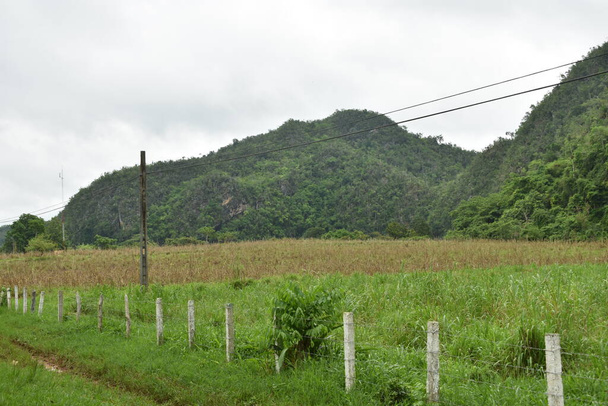 ビナレス・キューバの道路沿いの緑の風景 - 写真・画像