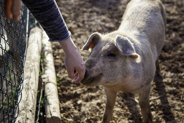 Farm hog, abused ranch animals, meat industry - Fotografie, Obrázek