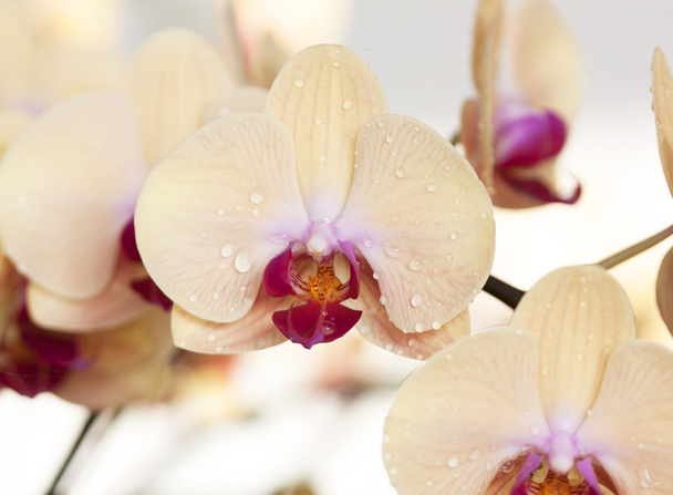 piękne żółte kwiaty orchidei - Zdjęcie, obraz