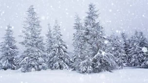 Krásný nadýchaný sníh na větvích stromů. Ze smrkových větví krásně padá sníh. Zimní pohádka, stromy ve sněžném zajetí. Sníh zimní video - Záběry, video