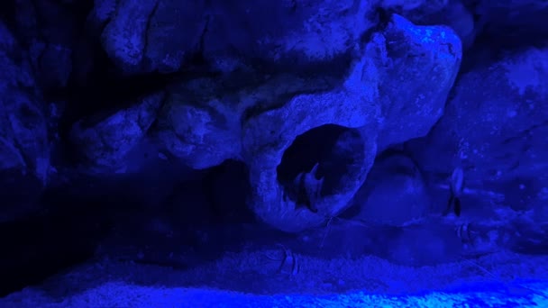 Een kleine, mooie vis die speelt in een volledig blauw ideaal water - Video