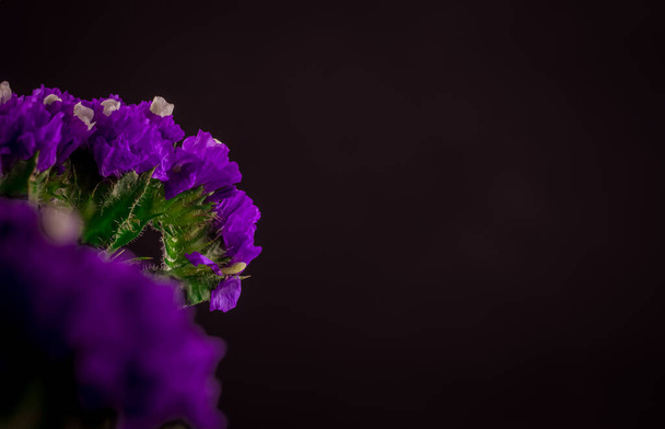 Beautiful bouquet of violet decorative flowers on dark background - Zdjęcie, obraz
