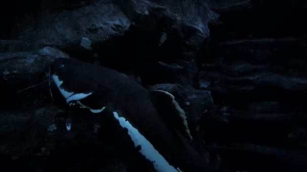 Ένα μεγάλο γατόψαρο ακουμπισμένο πάνω σε μια πέτρα σε σκούρο φόντο. - Πλάνα, βίντεο