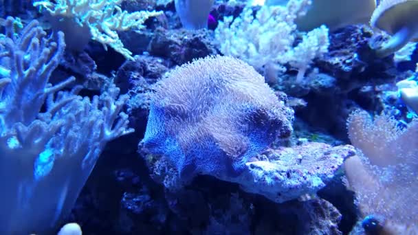 Uma pequena anêmona do mar movendo seus tentáculos em água com um fundo de coral azul - Filmagem, Vídeo