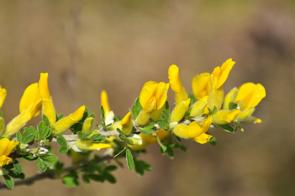 In the spring (Chamaecytisus ruthenicus) blooms in the wild - Photo, Image