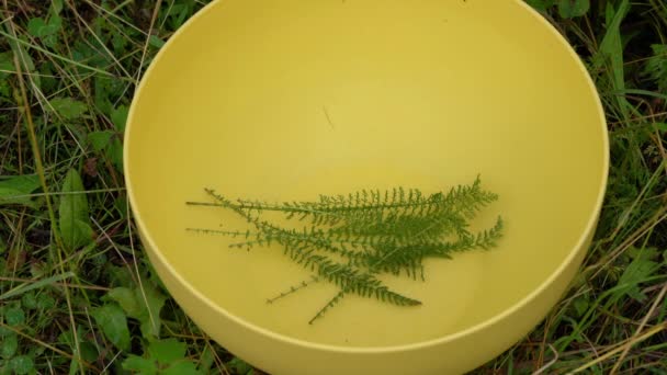 Picking Yarrow for tea in a bowl (Achillea millefolium) - Footage, Video