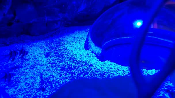 Fische spielen in blauer Beleuchtung idealer Hintergrund - Filmmaterial, Video