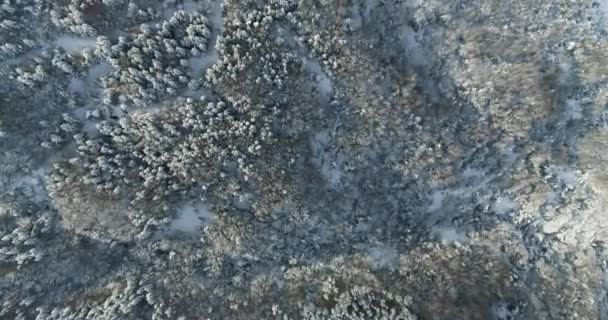Widok z lotu ptaka z zamarzniętym lasem z pokrytymi śniegiem drzewami zimą. - Materiał filmowy, wideo