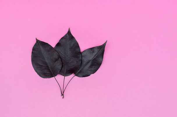 Drei schwarze Blätter auf rosa Hintergrund. Verdunkelte Herbstblätter - Foto, Bild
