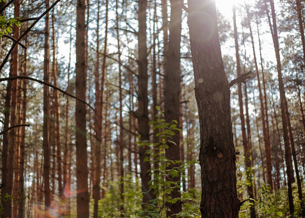 Pine forest on a sunny day. - Fotó, kép