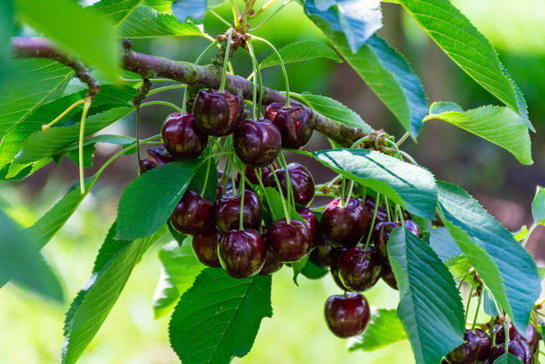 Nueva cosecha de grandes cerezas dulces maduras oscuras en plantaciones de cerezos en Holanda - Foto, imagen