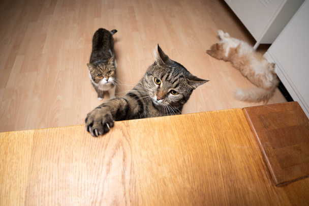 hebzuchtige nieuwsgierige kattenpoot reikend naar tafel - Foto, afbeelding