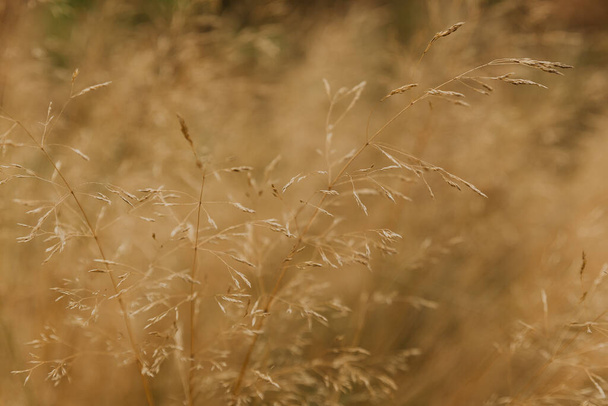 Дика трава восени пішла на насіння
 - Фото, зображення