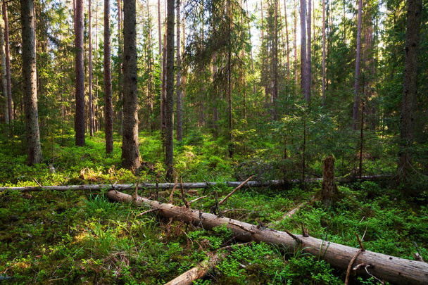 Bosque verde y frondoso veraniego con árboles muertos en descomposición en Estonia, norte de Europa. - Foto, imagen