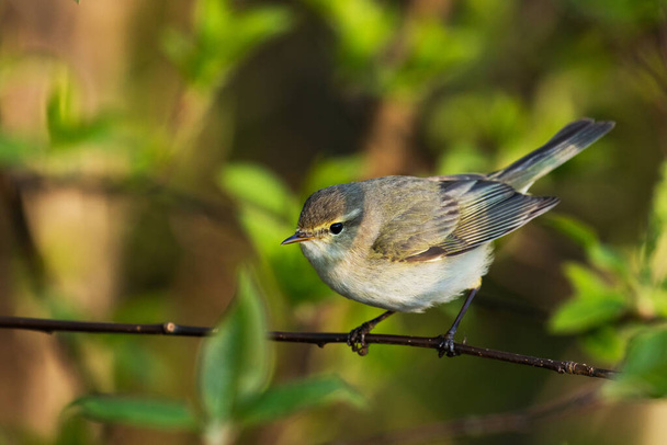 Small and curious European songbird Common chiffchaff, Phylloscopus collybita in a springtime Estonian forest. - Photo, Image