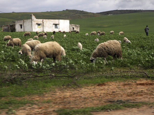 Rebanho de ovelhas em Ifrane
 - Foto, Imagem