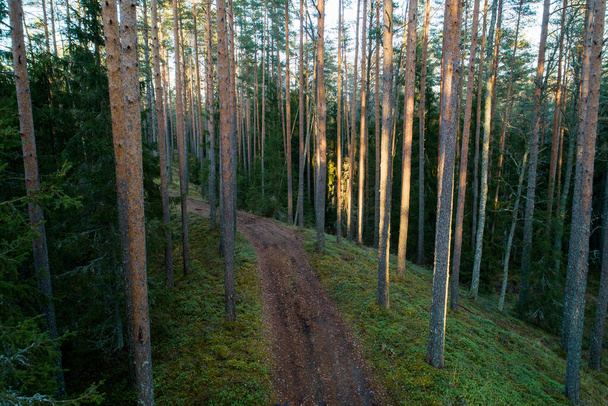 Pequeño camino de tierra forestal utilizado como sendero en el bosque boreal otoñal de Estonia. - Foto, imagen