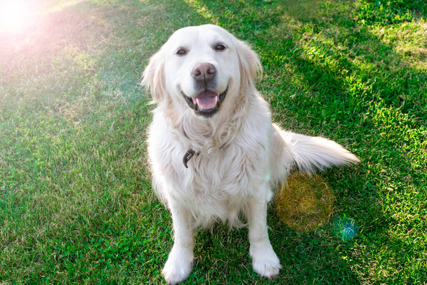 Okouzlující mazlíček. Zlatý retrívr sedí na trávníku. Přátelský, dobře vychovaný, vycvičený pes. - Fotografie, Obrázek