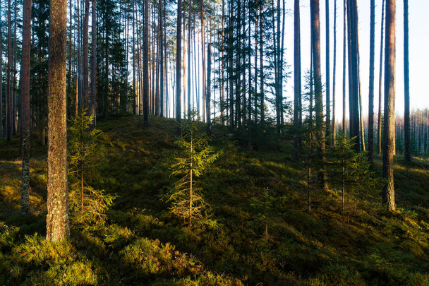 Bosque boreal hermoso y soleado con pinos altos y abetos a finales de otoño, filmado en Estonia, norte de Europa. - Foto, imagen