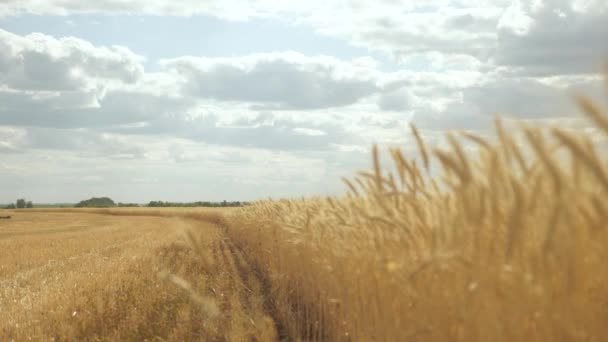 小麦の小穂に穀物が風を揺らす。環境に優しい小麦。青空に対する熟成小麦のフィールド。夏に穀物収穫が始まります。農業事業の概念. - 映像、動画