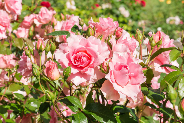 lůžko růžových růží v květu rostoucí v růžové zahradě s rozmazaným pozadím a kopírovat prostor - Fotografie, Obrázek