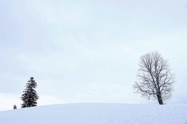 Сніжний пейзаж з двома деревами взимку в Баварії. - Фото, зображення