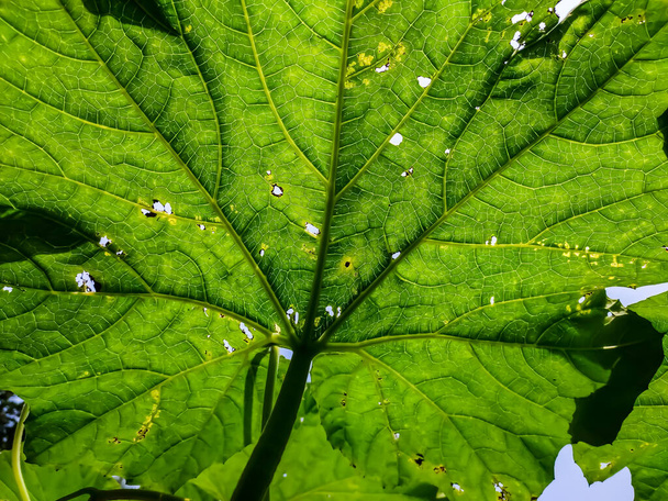 Dit is de achterkant van de kalebassen blad close-up macro shot overdag in India. - Foto, afbeelding