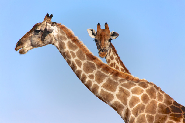 zwei giraffen im etosha nationalpark namibia - Foto, Bild
