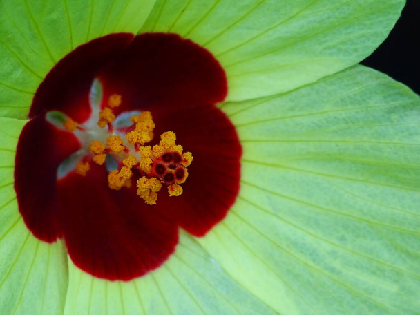 Hibiscus on kukkivien kasvien suku mallow-perheessä. Suku on melko suuri, ja siihen kuuluu useita satoja lajeja, jotka ovat kotoisin lämpimistä lauhkeista, subtrooppisista ja trooppisista alueista kaikkialla maailmassa. - Valokuva, kuva