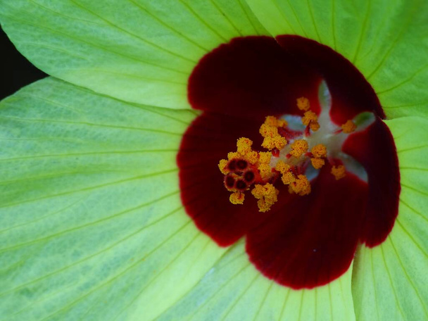 Hibiscus je rod kvetoucích rostlin sladové rodiny. Rod je poměrně velký, zahrnuje několik stovek druhů, které jsou původem z teplých mírných, subtropických a tropických oblastí po celém světě - Fotografie, Obrázek