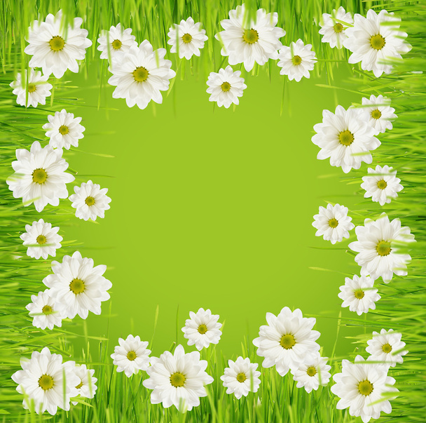 Grass and daisy flower frame - Foto, Imagen