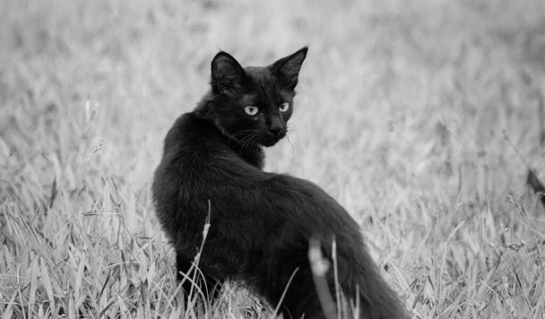Spoglądając za siebie, oczy zamknęły się ostry ostrość, wściekły i z poważną twarzą, ciemna zła bestia jak, polowanie i prześladowanie zdobycz, majestatyczny kot pozowanie na polu trawy. - Zdjęcie, obraz