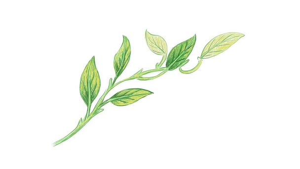 Ecology Concepts, Illustration of Epipremnum Aureum, Golden Pothos, Hunter's Robe, Ivy Arum, Money Plant or Silver Vine Creeper Plant - Vecteur, image