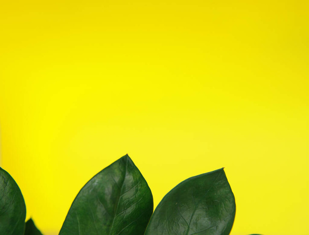 Zamiokulkas on a yellow background. Green flower on a yellow background. Floristic. Minimal concept. - Zdjęcie, obraz