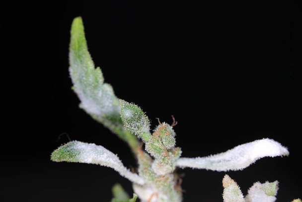 moisissure blanche sur la plante de chanvre - Photo, image