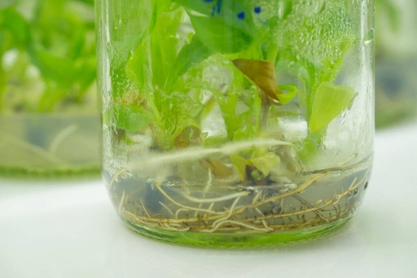 Researchers are examining aquatic plants in a tissue culture room. To be sold in the market.Plant tissue culture is a techniques used to grow plant cells under sterile conditions - Foto, immagini