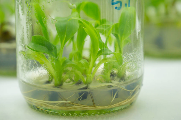 Forscher untersuchen Wasserpflanzen in einem Gewebekulturraum. Pflanzliche Gewebekultur ist eine Technik, mit der Pflanzenzellen unter sterilen Bedingungen gezüchtet werden. - Foto, Bild