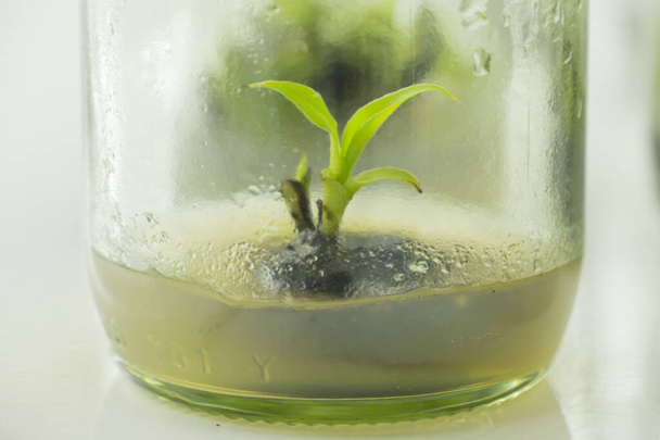 研究者たちは組織培養室で水生植物を調べている。市場で販売されるために。植物組織培養は滅菌状態下で植物細胞を成長させるために使用される技術です。 - 写真・画像