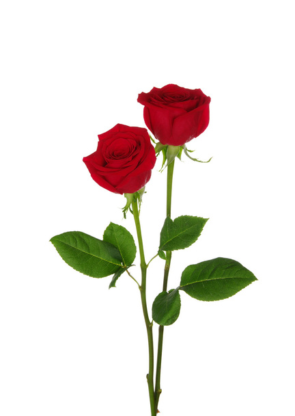 Due rose rosse
  - Foto, immagini