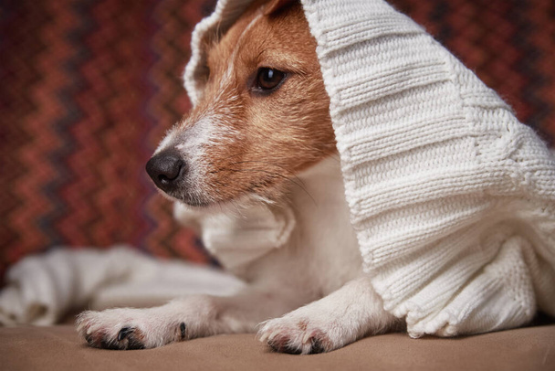 Jack Russell terrier cane tenere al caldo sotto maglione di lana. Concetto di cura degli animali - Foto, immagini