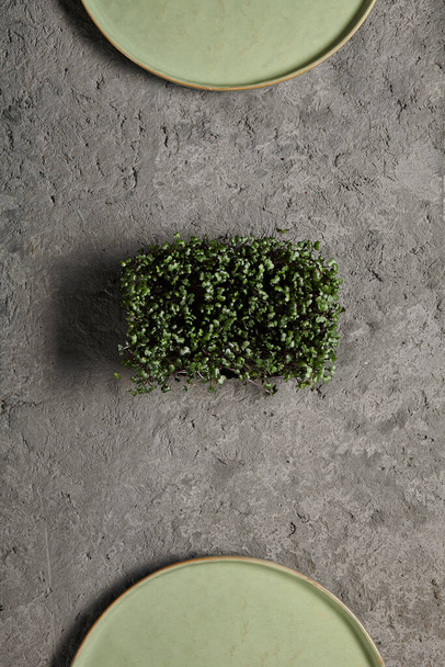 Microgreens on gray concrete background with rustic green plate. Top view, minimal layout. Health food concept - Foto, Imagen