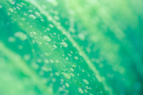 Yeşil yaprak ve su damlaları. Su damlaları ile güzel yeşil yaprak - Fotoğraf, Görsel